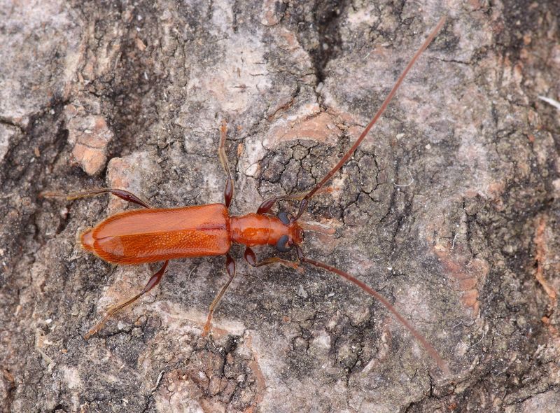 tesařík, Obrium cantharinum, Cerambycidae, Obriini (Brouci, Coleoptera)